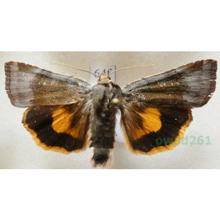 Noctua janthe (Borkhausen, 1792) Rolnica przepaska Czech64f